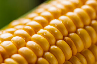 見た目で味の違いがわかるスイートコーンの魅力とは