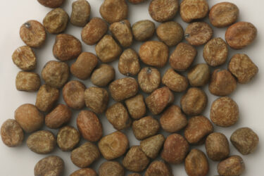 馴染みの少ない赤えんどう豆は、実は料理のアレンジが豊富で栄養もたっぷり