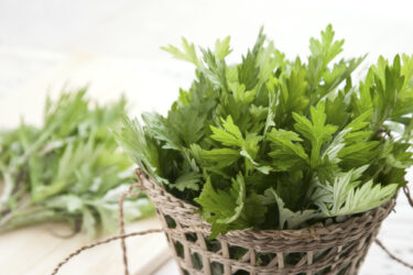 独特な風味が癖になる！そもそもよもぎとは？