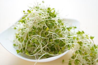 ブロッコリースプラウトの驚くべき健康効果！栄養成分・食べ方・歴史まで徹底解説